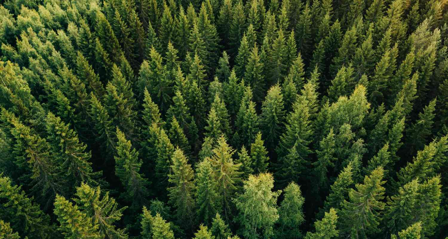 un bosque ayuda a la descarbonización del planeta