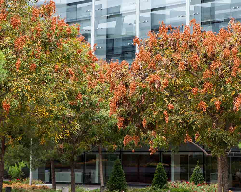 Árboles en Campus