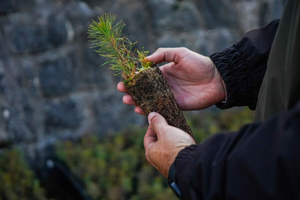 Unas manos sosteniendo un brote de un árbol nuevo antes de ser plantado