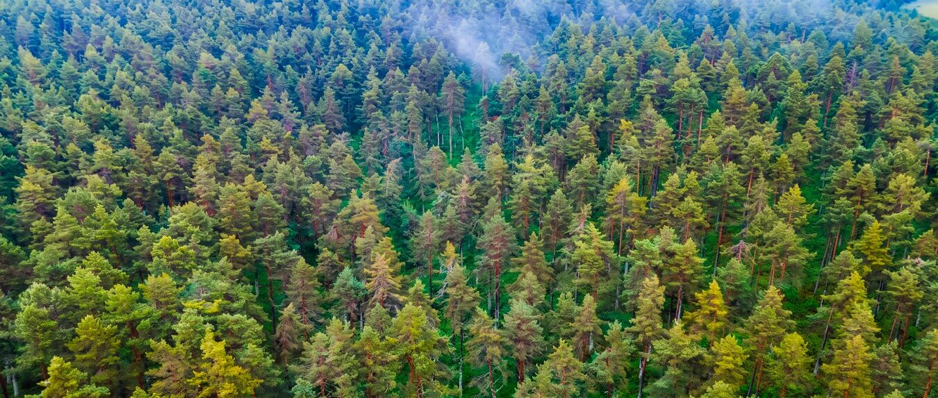 Un bosque frondoso visto desde el cielo