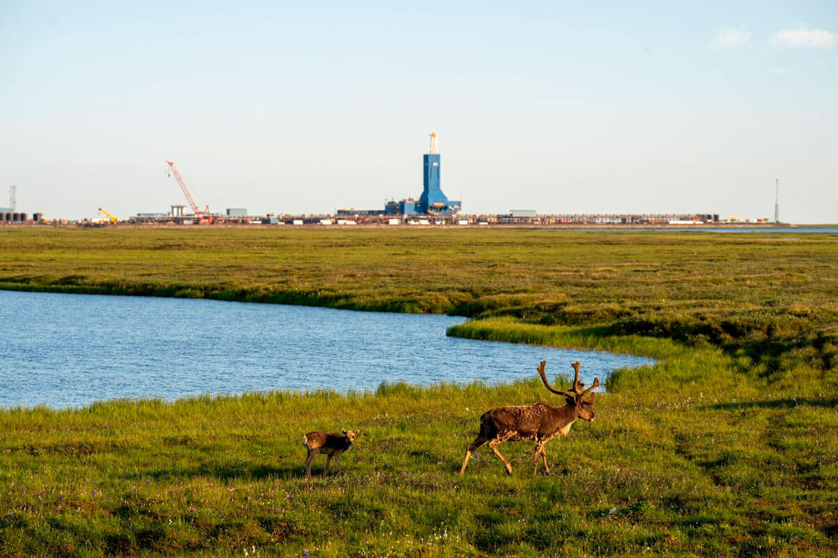 Un paisaje que muestra la central de Pikka en la distancia, con unos renos en primer plano