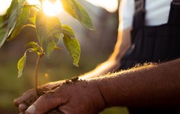 Image of hands holding a plant