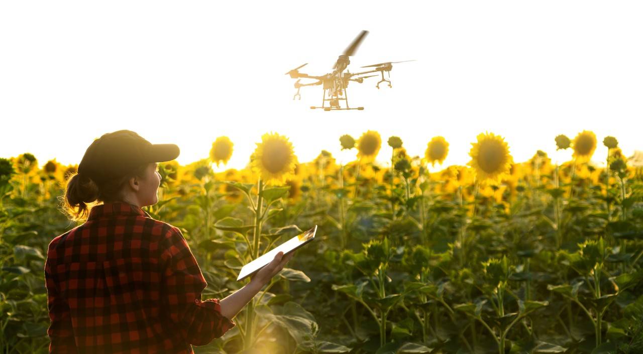 una mujer en un campo de girasoles con un dron