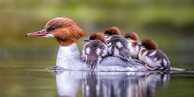Una familia de patos