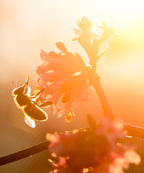 Una abeja polinizando una flor