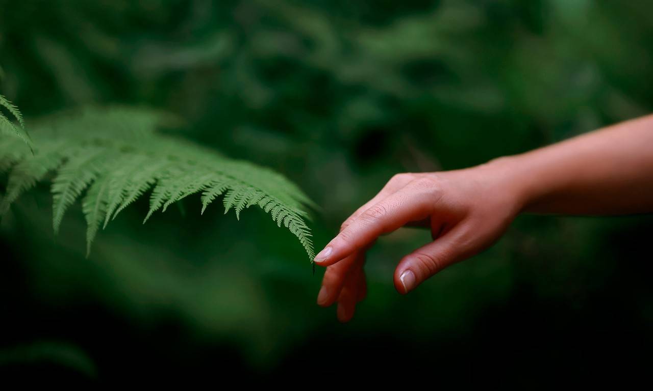 La mano de una mujer se junta con una planta