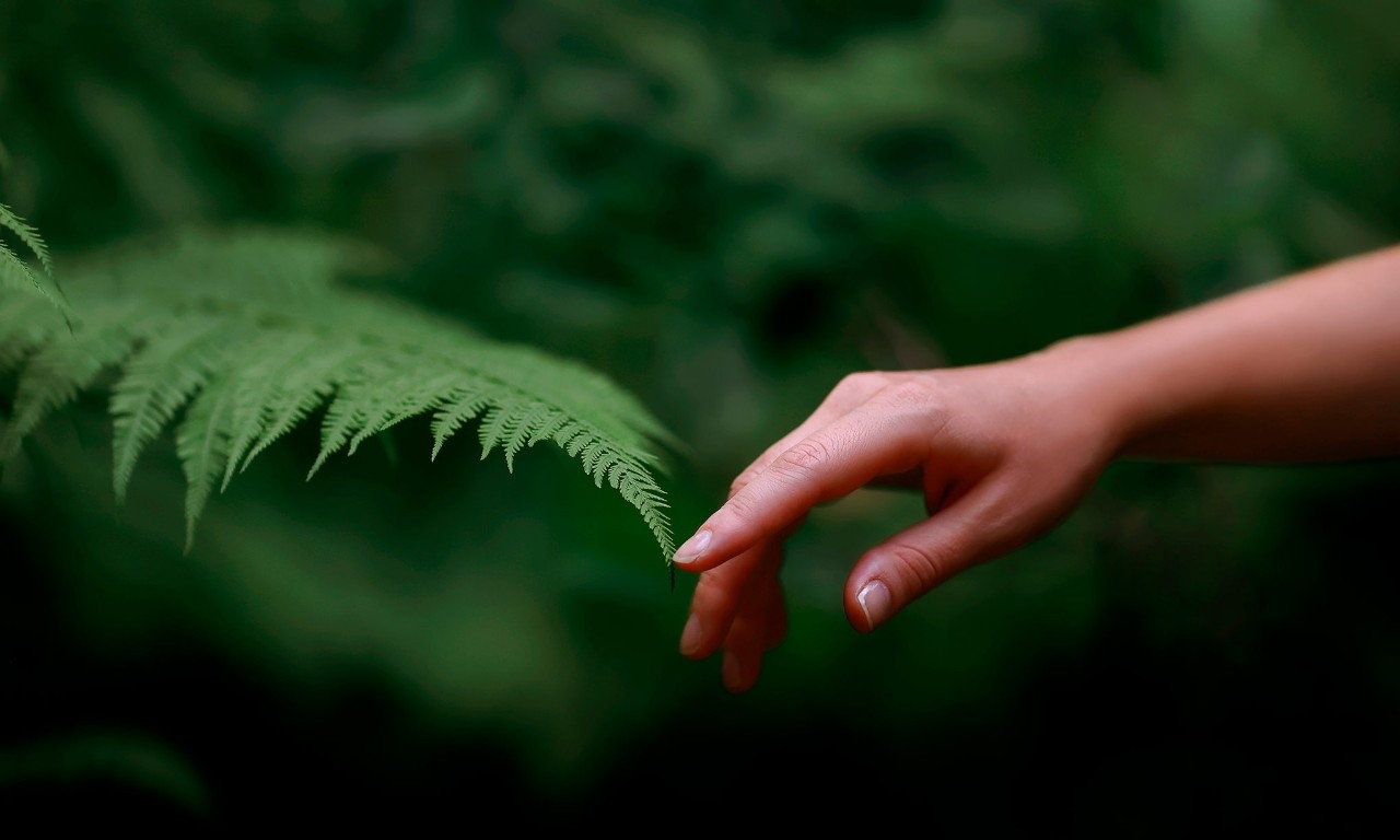 La mano de una mujer se junta con una planta