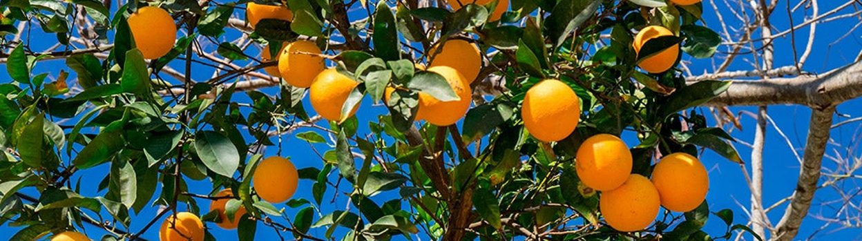 Un árbol con naranjas
