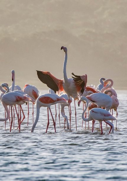 flamencos en el agua