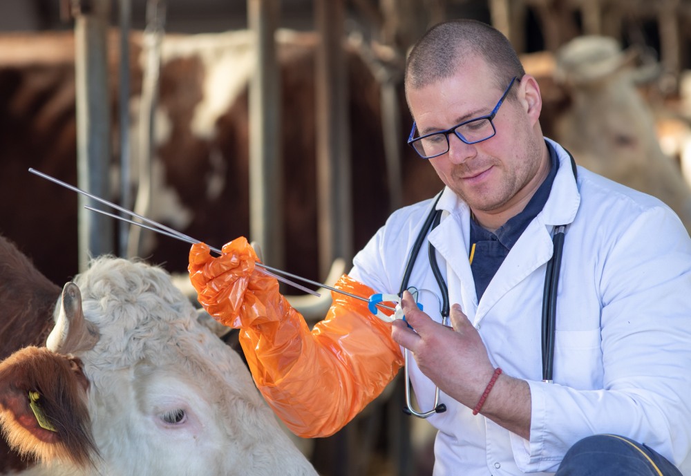 veterinario con una vaca