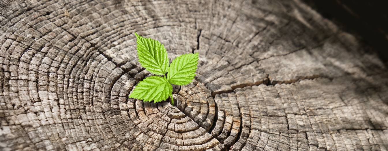 A sprout growing from a tree trunk