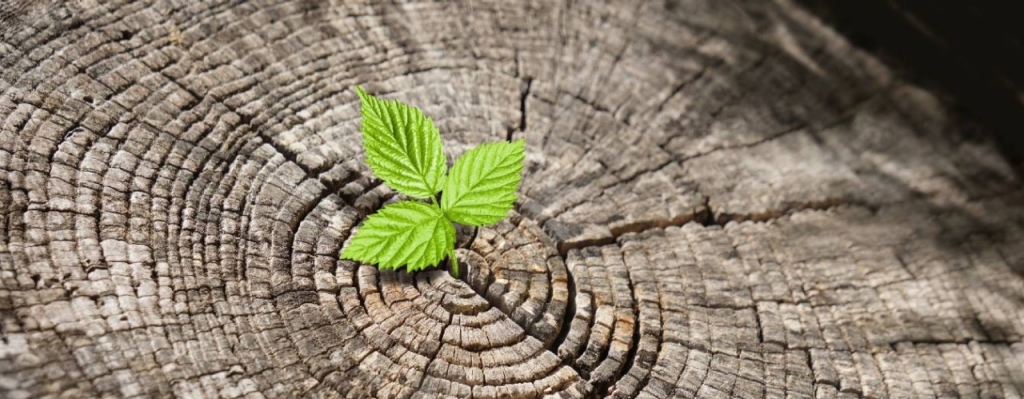 A green shoot emerging from a trunk