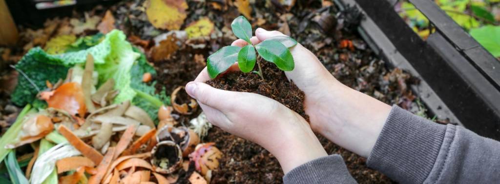 Close-up of a compost heap and hands holding a seedling plant