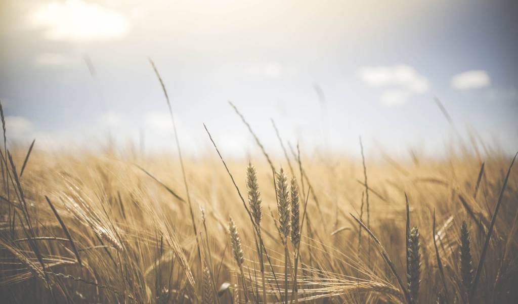 sun shining on wheat field