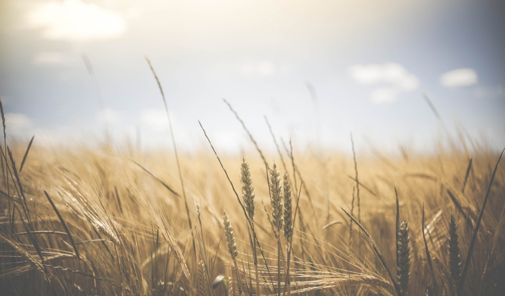 A wheat field