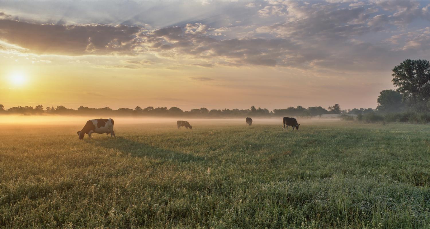 Close-up of some cows