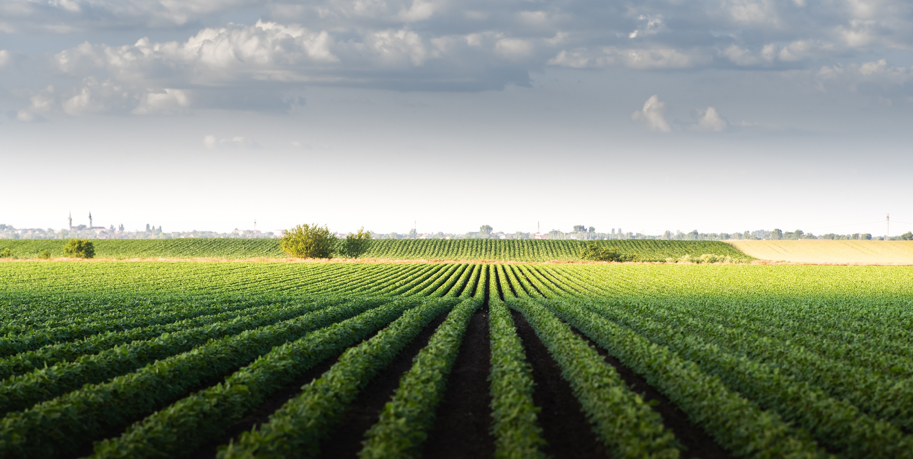 Carbón vegetal es aún fuente rentable en zonas rurales