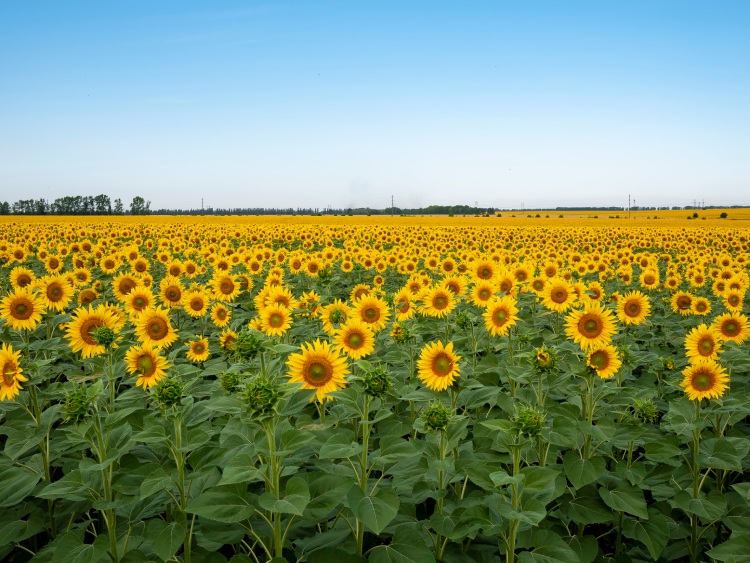 cultivo energético leñoso de girasoles