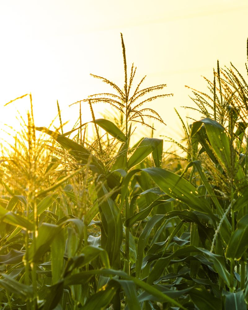 cultivo vegetal para producir biocombustible