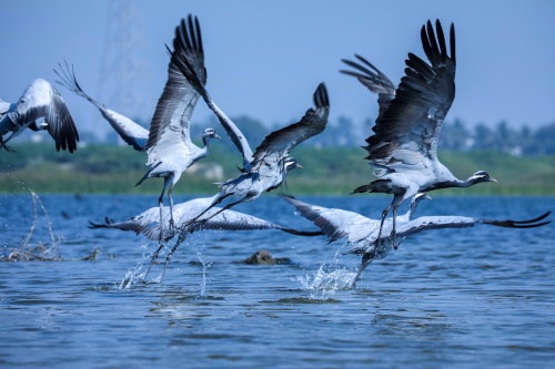birds taking flight from a lake