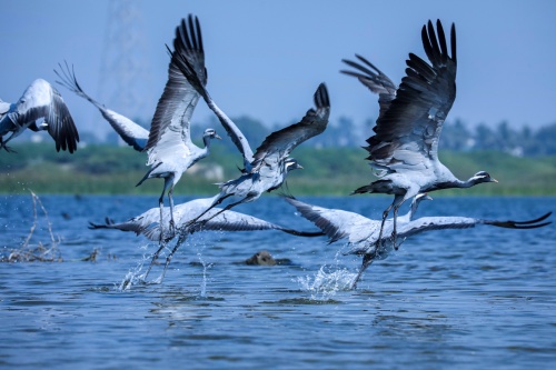 grullas en el agua