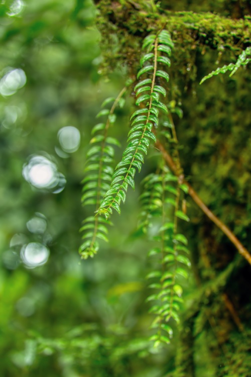 iodiversidad en la naturaleza