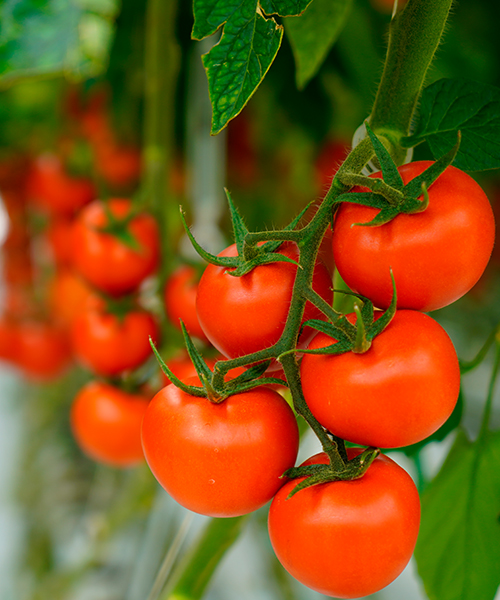 tomates cultivados hidropónicos