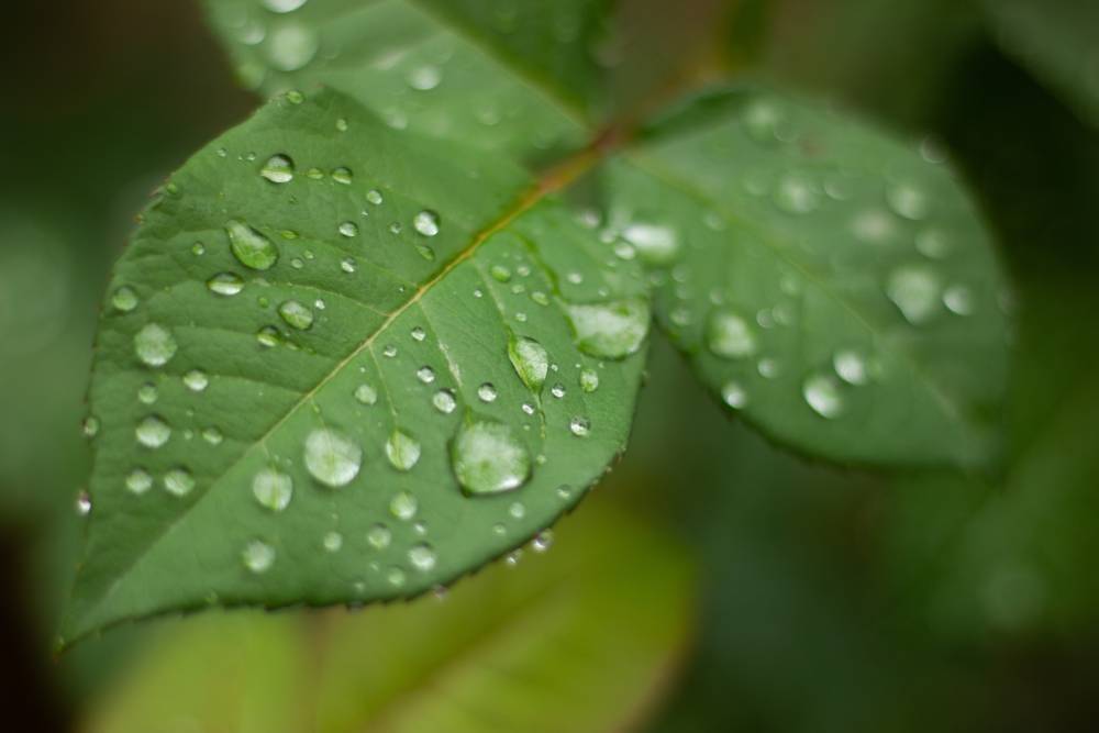 Close-up of water drops on a leaf
