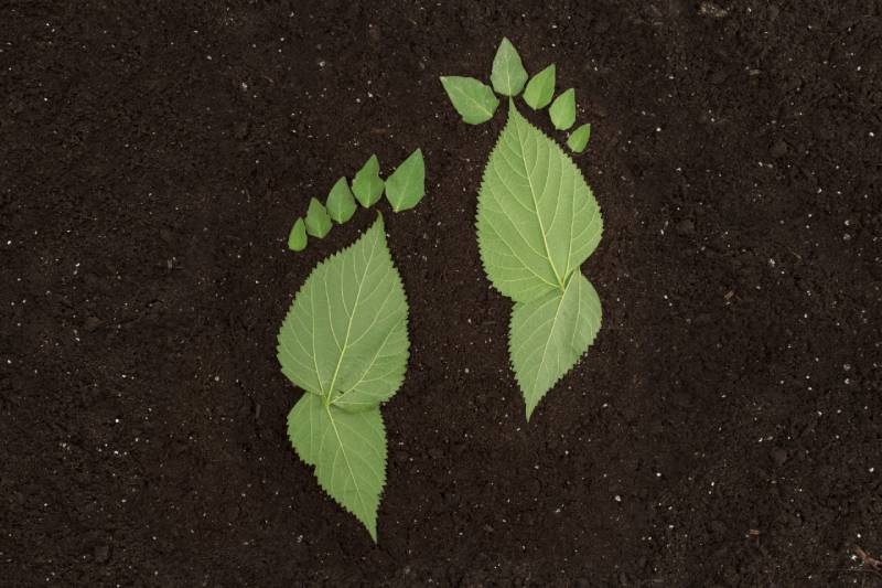 Leafs in the shape of footprints