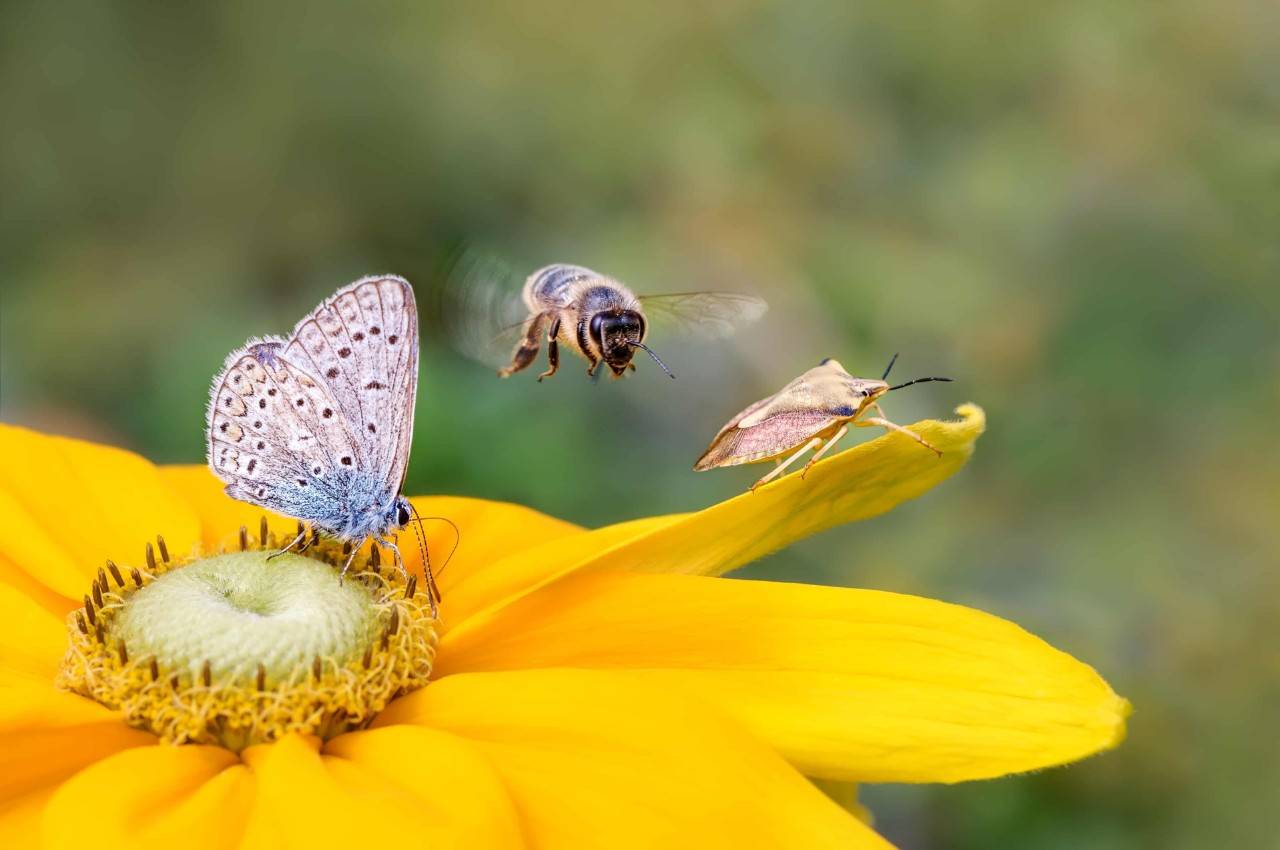 Biodiversity. A butterfly, bee, and another insect land on a flower.