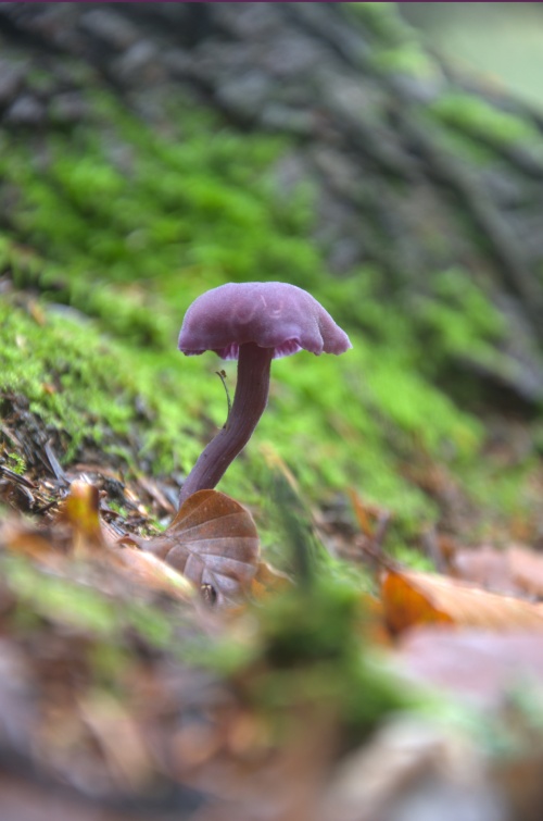 a fungus growing on a forest floor
