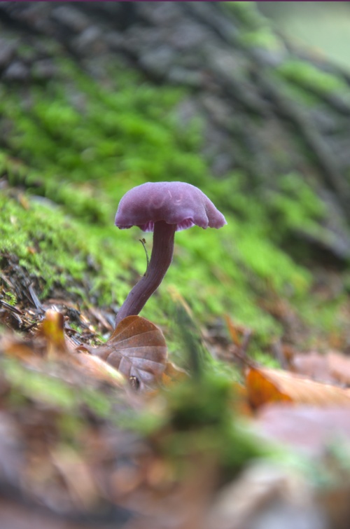 una seta morada en el musgo