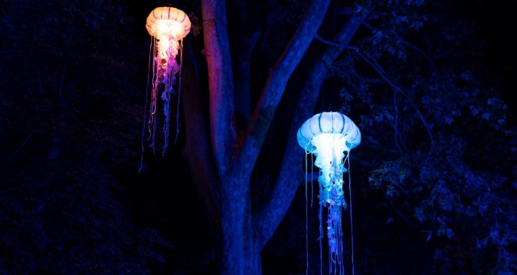 Medusas iluminadas en naturaleza encendida