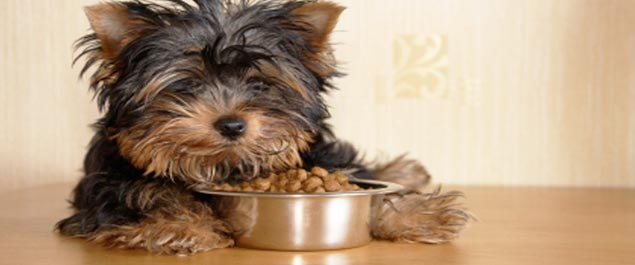 Un perro come su comida en un recipiente 