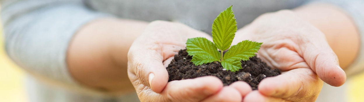 Some hands hold a piece of soil in which a small plant has grown.