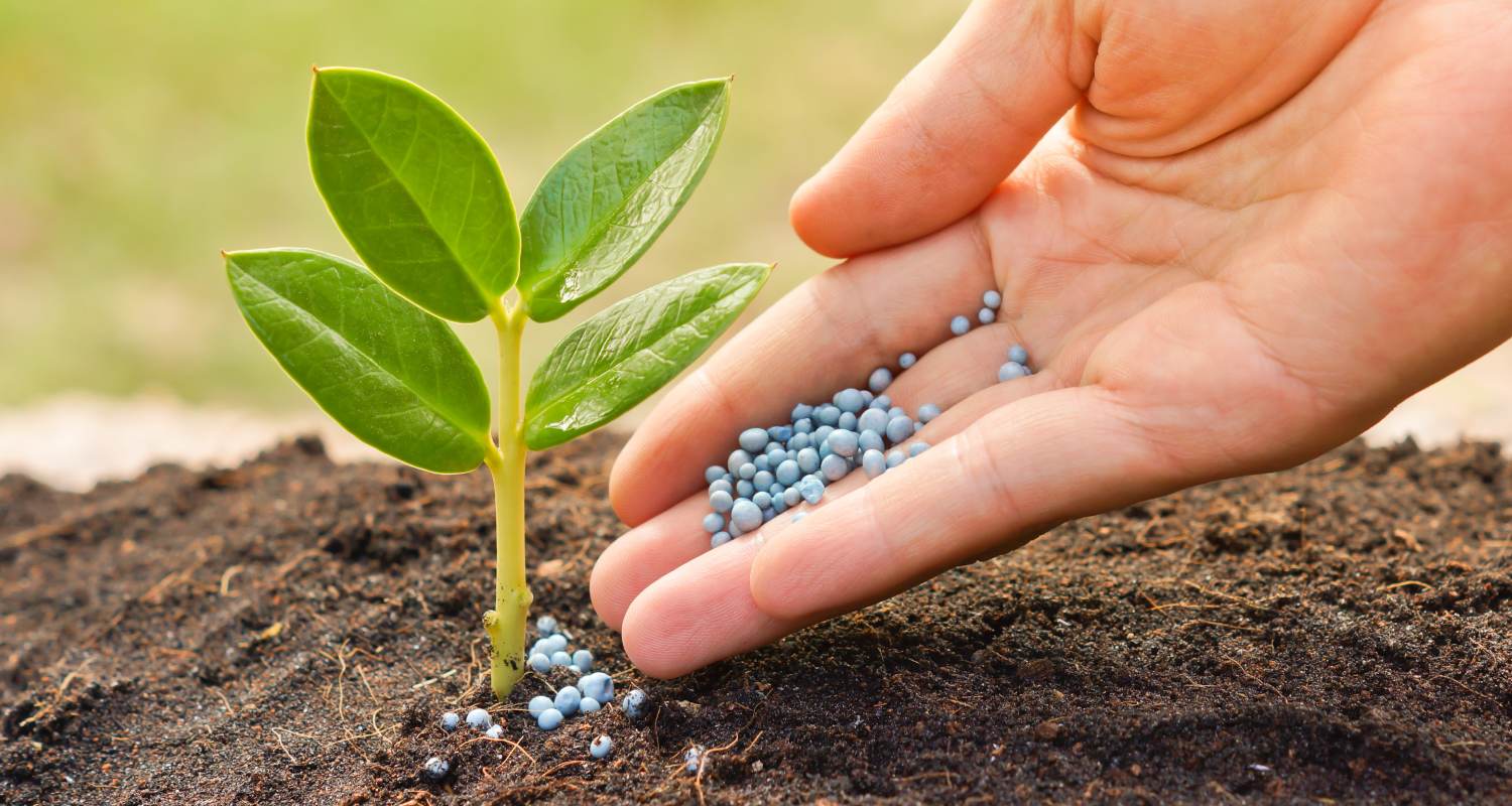 A hand adding fertilizers to a plant