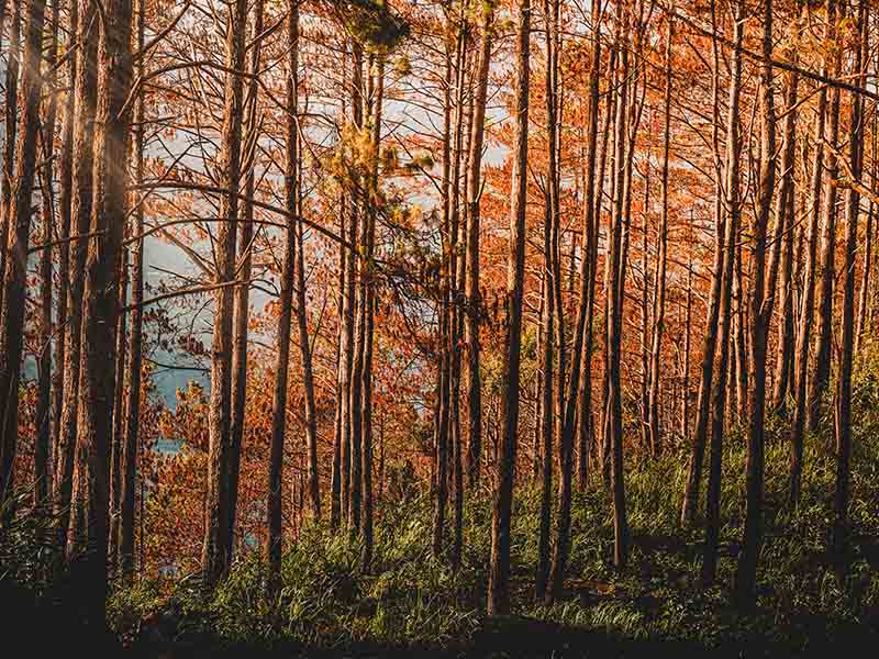 View of the trees in a forest