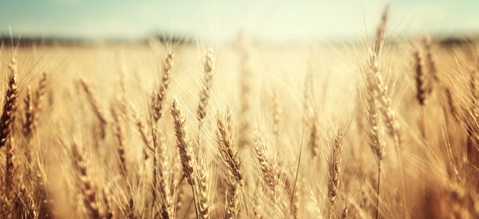 Vista de un campo de trigo 