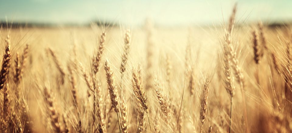 View of a wheat field