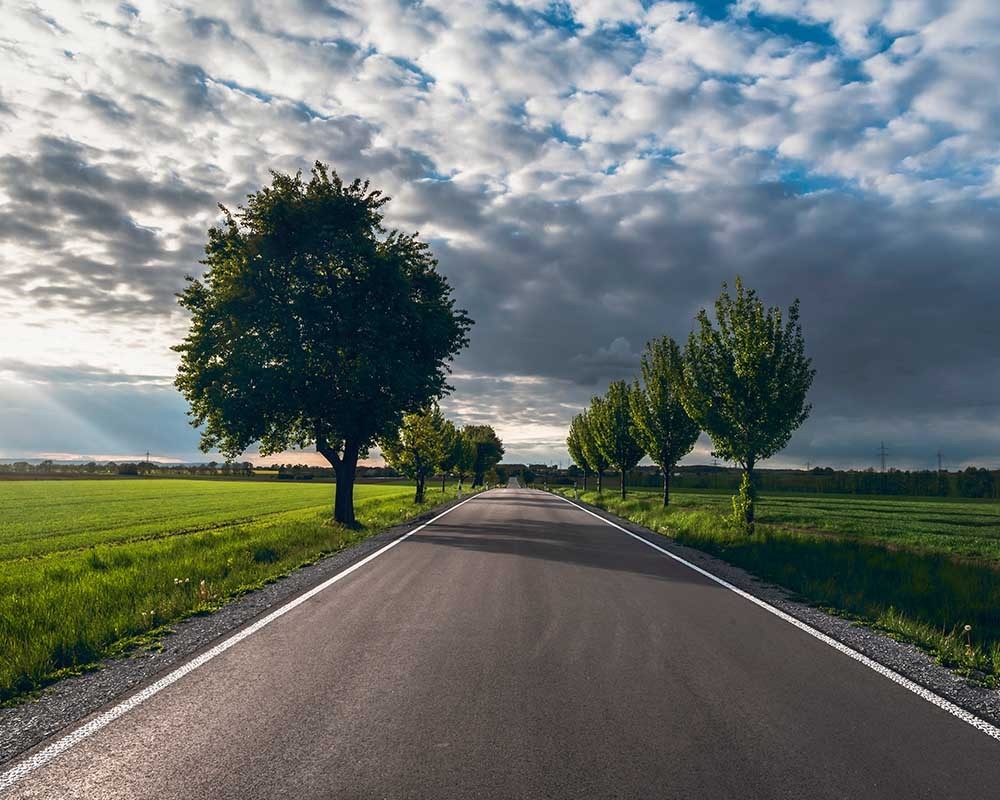 Road lined with green trees