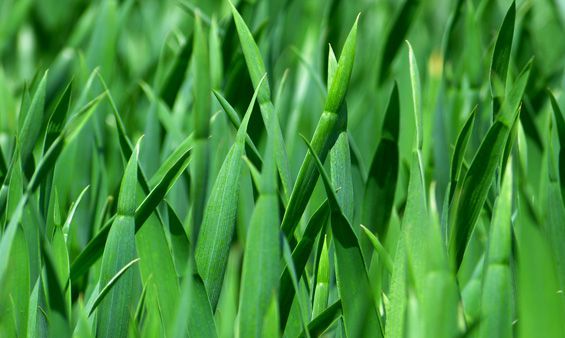 Close-up of bright green grass