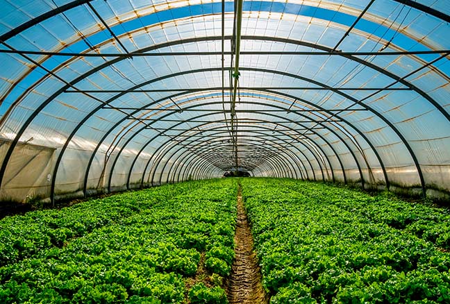 Imagen de plantas en un invernadero