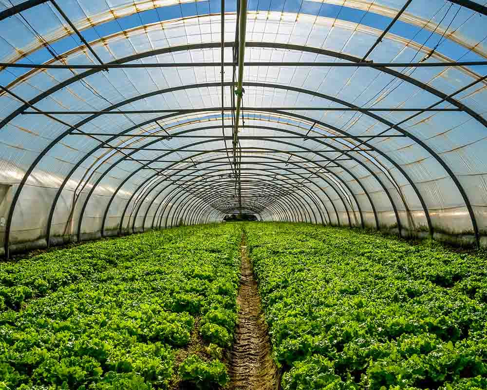 Plants inside a greenhouse