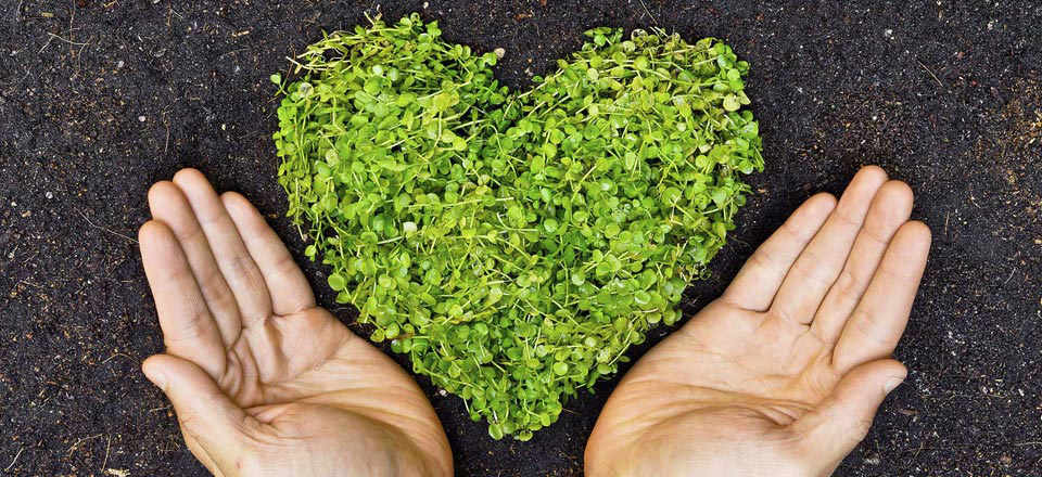 Corazón verde enmarcado entre dos manos 