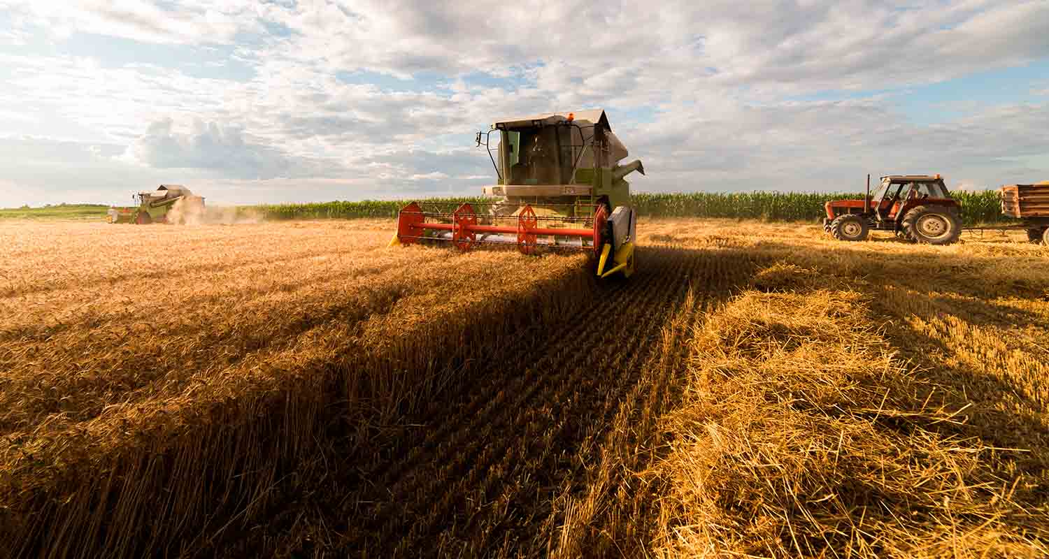 A combine harvester working in the field