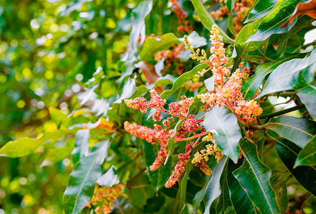Repsol en el mundo Trinidad y Tobago. Detalle de la flor del árbol del mango