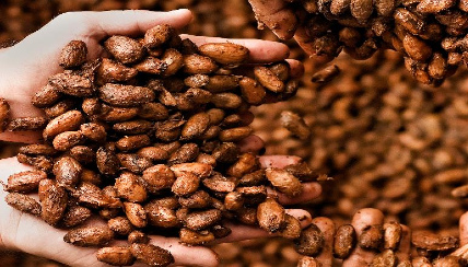 Unas manos sujetando un puñado de granos de cacao