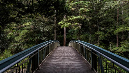 Un puente que atraviesa un bosque 