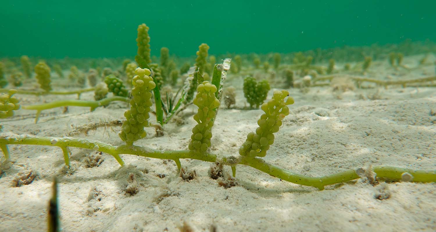 Algae in the sea