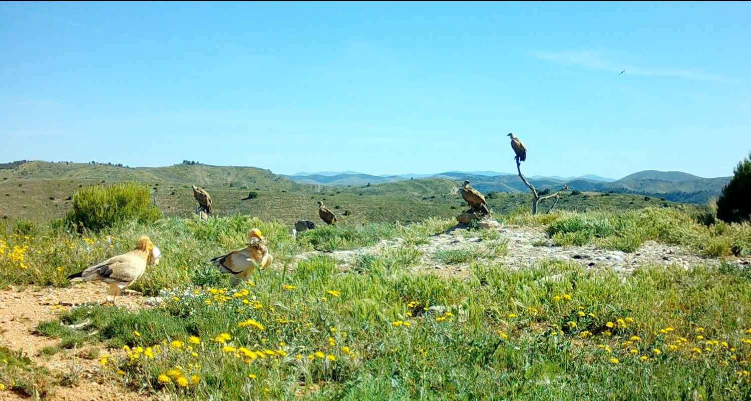 Egyptian vultures (Neophron percnopterus) waiting for dinner at a supplemental feeding point..
